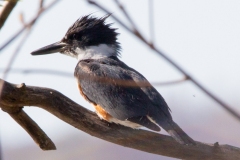 Belted Kingfisher in Sunset