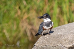 Belted Kingfisher In Sunshine