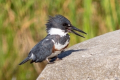 Portrait of a Belted Kingfisher