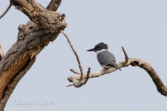 Male Belted Kingfisher On Branches