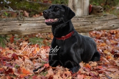 Trilly Black Lab