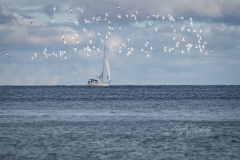 Gulls Overhead