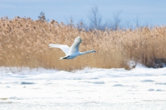 Winter Swan Flyby