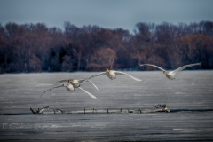 Swans Flying Into Camera Swans Flying Into Camera