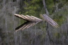Reflections in the Deep