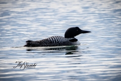 Solitary Common Loon 5