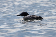 Solitary Common Loon 6