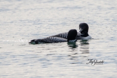 Pair Common Loons 3