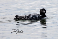 Solitary Common Loon 1