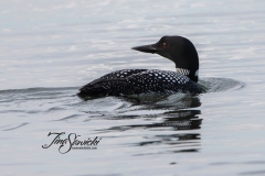 Solitary Common Loon 8