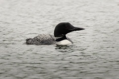 Common Loon Gliding on Water