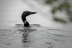 Common Loon Curved