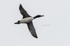 Flying Loon