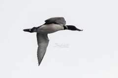 Loon Flying with Lunch