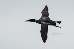 Flying Loon 2