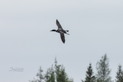 Loon over Tree Tops