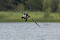 Loon Landing