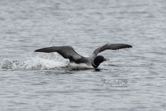 Common Loon Landing