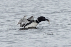 Loon Getting Comfortable