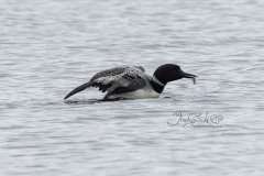 Loon With Fish in Water