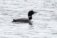 Loon Floating