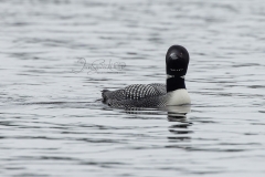 Loon Stare