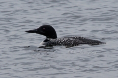 Solitary Common Loon 7