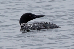Solitary Common Loon 9