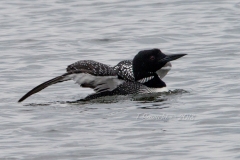 Solitary Common Loon 11