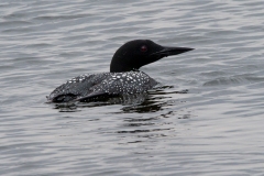 Solitary Common Loon 10