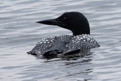 Solitary Common Loon 13