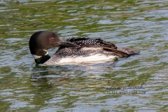 Solitary Common Loon 16
