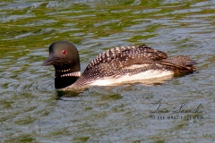 Solitary Common Loon 17