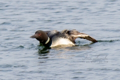 Solitary Common Loon 18
