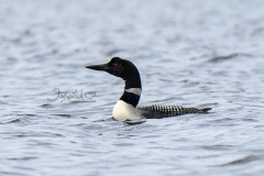 Common Loon Floating