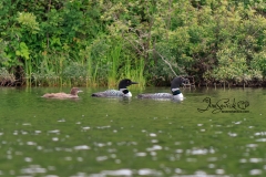 Common Loon  Family 3