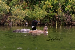Common Loon  Family 4