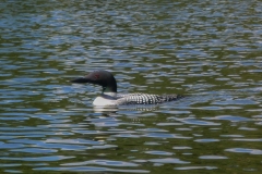 Solitary Common Loon 19