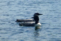 Pair Common Loons 2