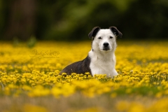 Sample Pose- Piper in Flowers