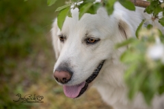 Odin White Dog