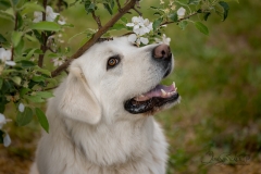 Odin White Dog