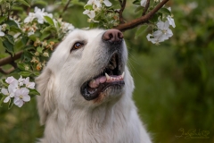 Odin White Dog