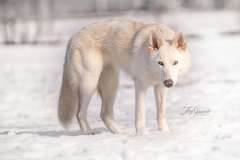 Tundra Shepherd Mix