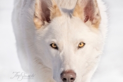 Tundra Shepherd Mix