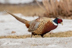 Red-Necked Pheasant