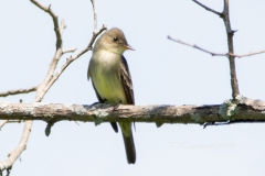 Eastern Wood Peewee