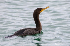 Double-Crested Cormorant 4