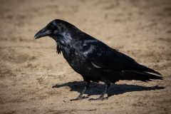 Common Raven 2