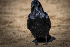 Common Raven 3